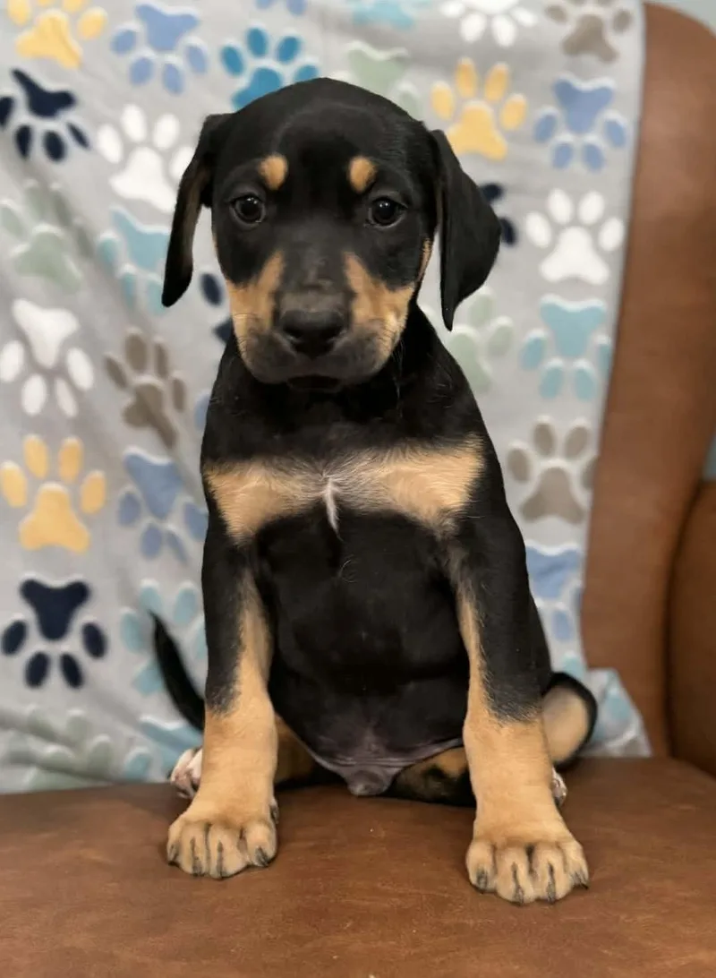 Douglas Dazzling thumbnail 4