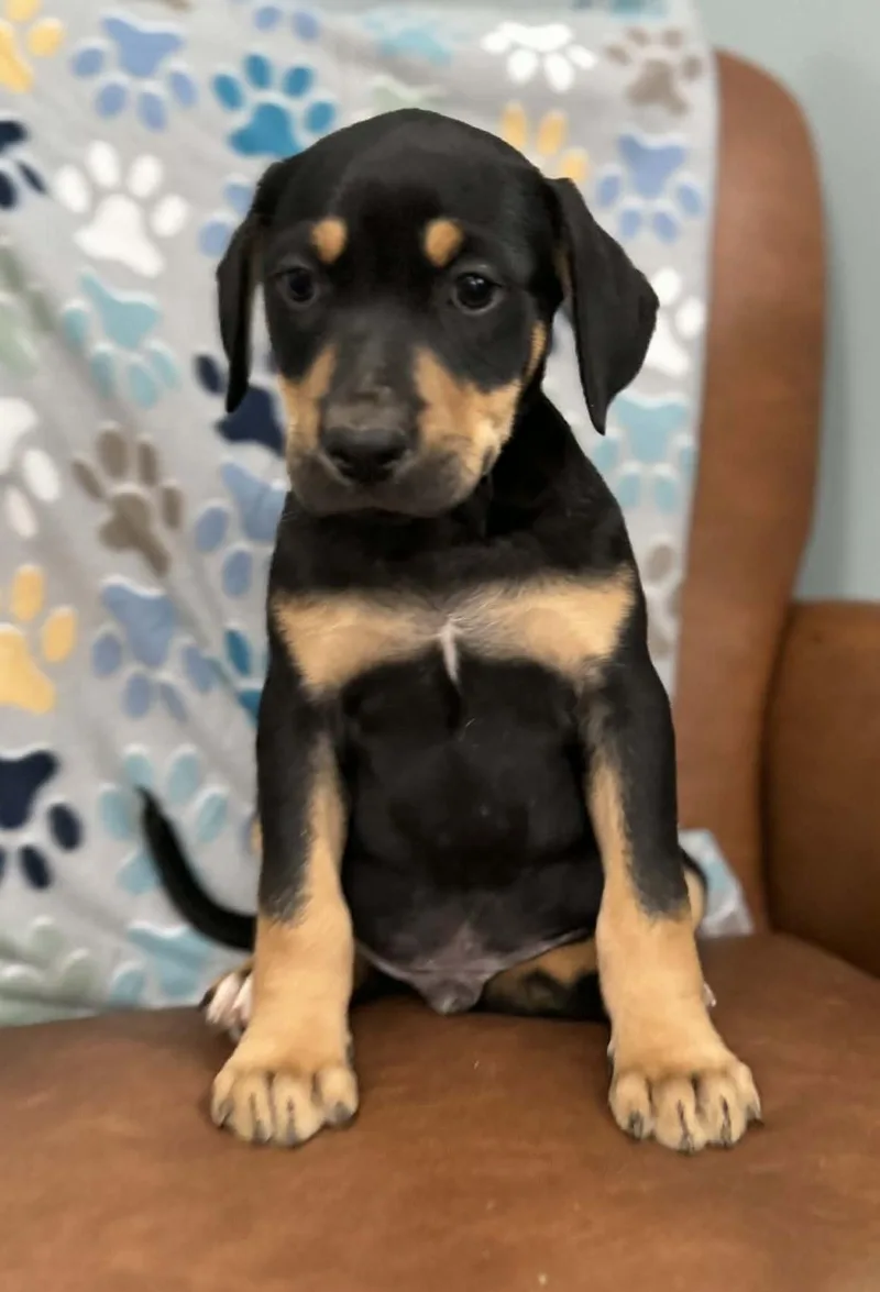 Douglas Dazzling thumbnail 5