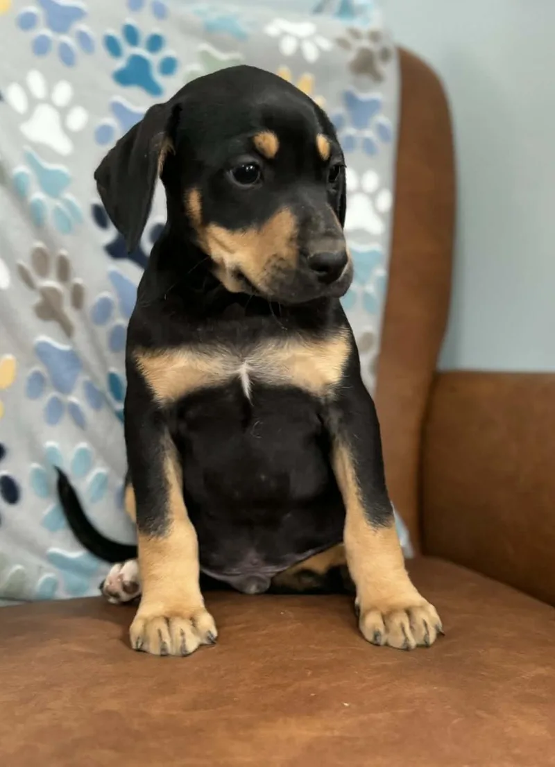 Douglas Dazzling thumbnail 6