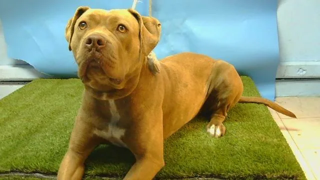 A young large-sized female Staffordshire Bull Terrier dog named A for adoption in Gardena, CA