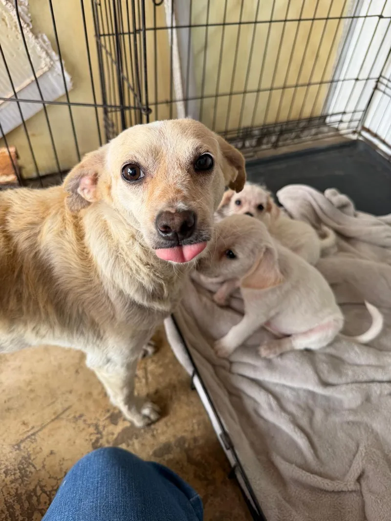 An adult small-sized male Chihuahua dog named Bob for adoption in San Diego, CA