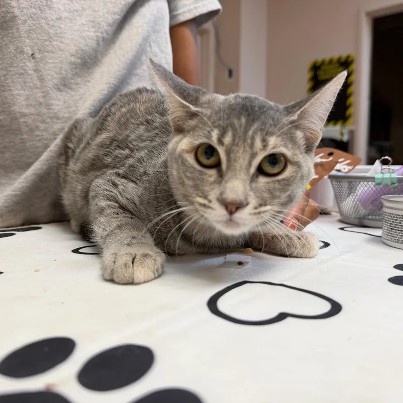 A baby small-sized female Tortoiseshell Domestic Short Hair cat named Anna for adoption in Las Vegas, NV