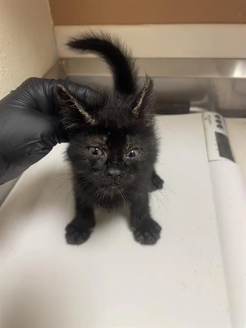 A baby small-sized female Domestic Short Hair cat named Carol for adoption in Fairfield, CA