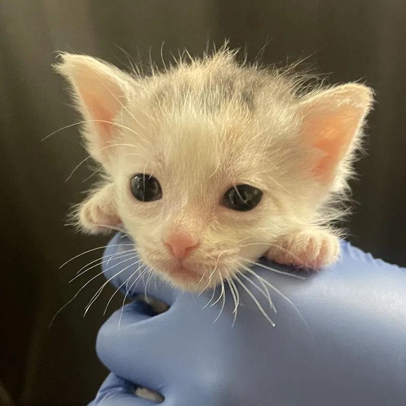 A baby small-sized female Torbie Domestic Short Hair cat named Maeby for adoption in Lynchburg, VA