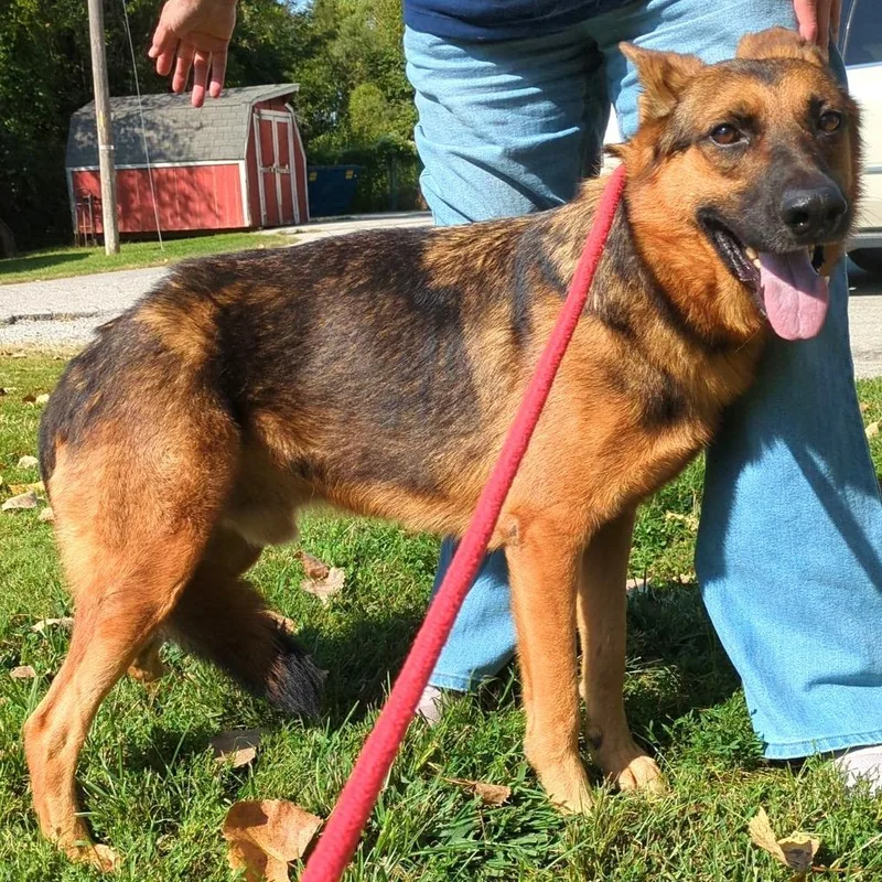 An adult medium-sized male German Shepherd Dog dog named Wiley for adoption in Warrensburg, MO