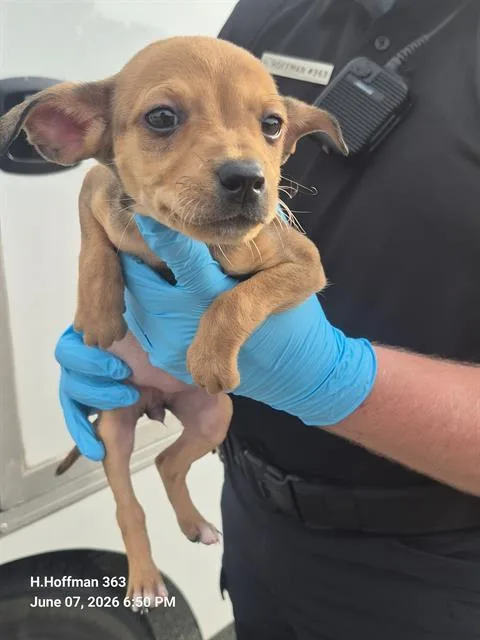 A baby small-sized female Chihuahua dog named Lancer for adoption in San Antonio, TX