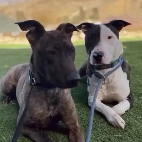 Sweet Bonded Brothers Enzo thumbnail 2