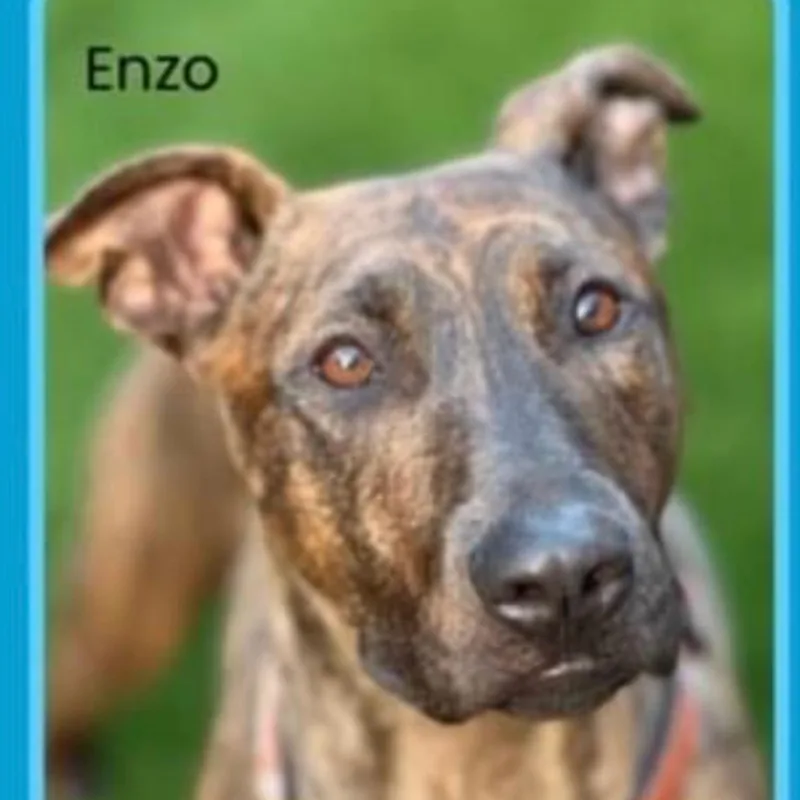 Sweet Bonded Brothers Enzo thumbnail 3