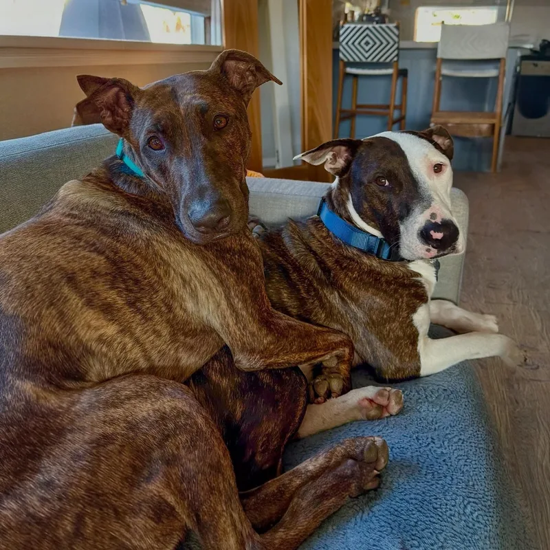 Sweet Bonded Brothers Enzo thumbnail 4