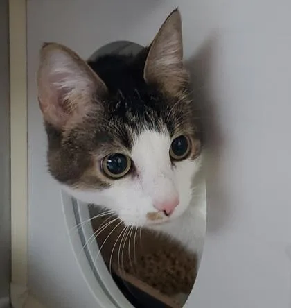 An adult large-sized male Domestic Short Hair cat named Louie for adoption in Kansas City, MO
