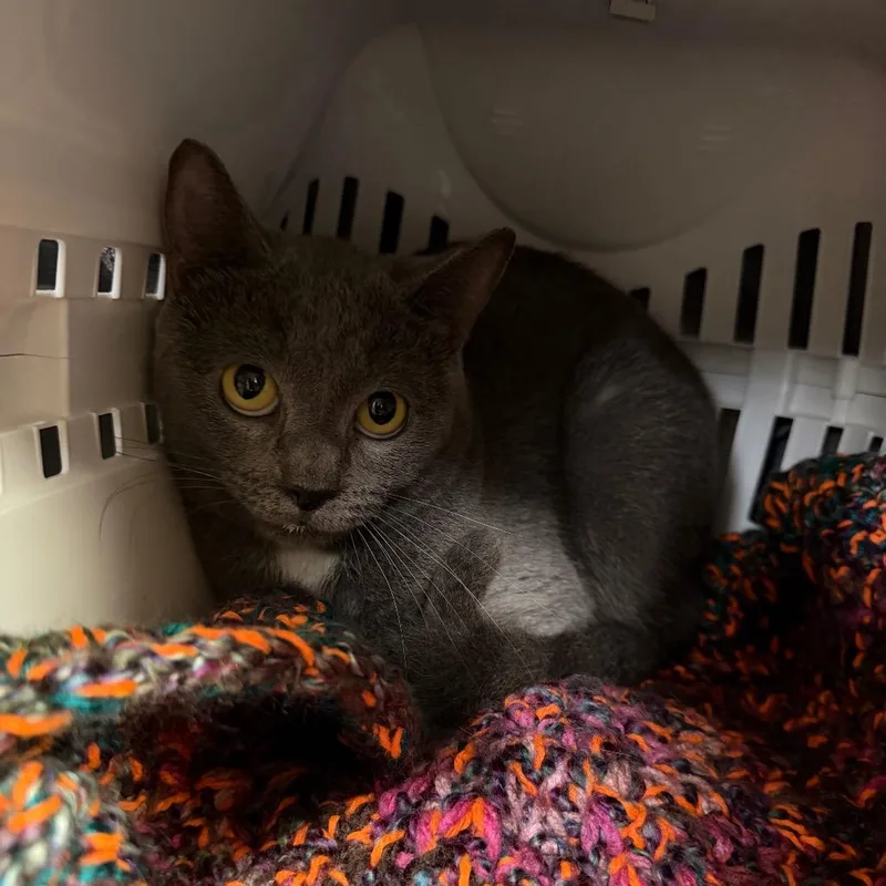 A young medium-sized female Domestic Short Hair cat named "Jubilee" JS for adoption in Perkiomenville, PA