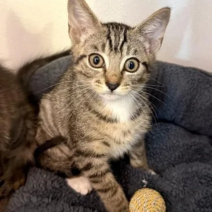 A baby medium-sized female Brown / Chocolate Domestic Short Hair cat named Cumulus for adoption in Fernandina Beach, FL