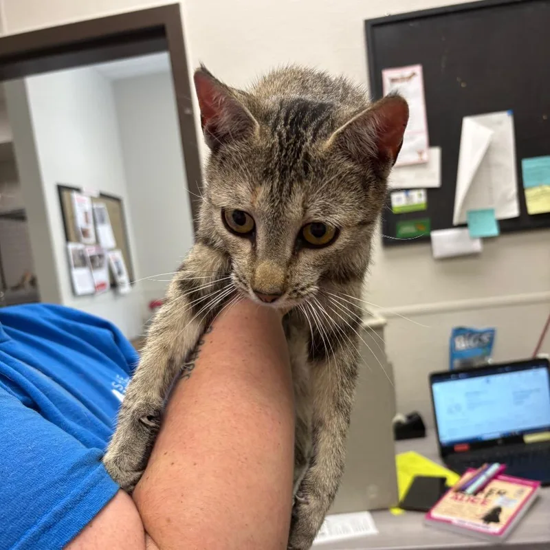 A young medium-sized female Brown / Chocolate Domestic Short Hair cat named Jolene for adoption in Columbiana, AL