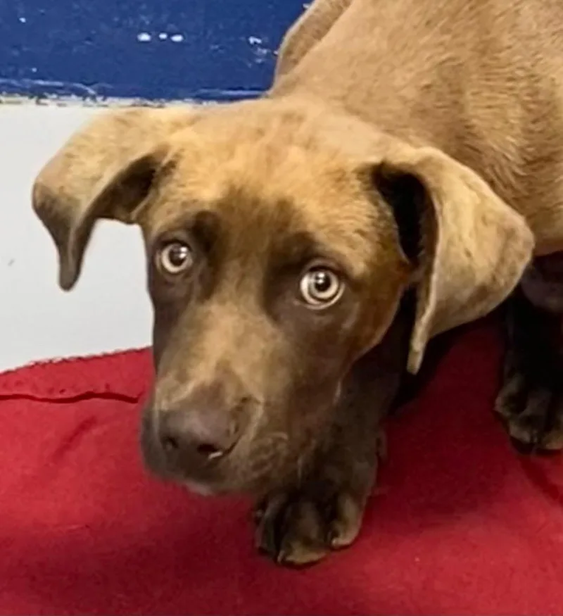 A baby medium-sized male Terrier dog named Weasel for adoption in Hartsville, SC