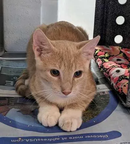 A baby small-sized male Domestic Short Hair cat named Deigh for adoption in Daytona Beach, FL