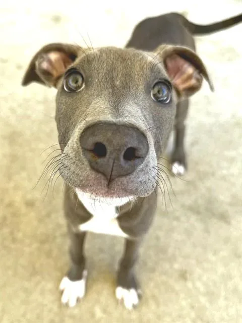 A baby small-sized female Pit Bull Terrier dog named Lilliana for adoption in Sacramento, CA