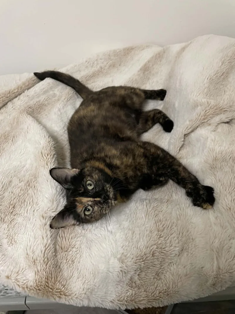 An adult medium-sized female Tortoiseshell cat named Gladys for adoption in Tacoma, WA