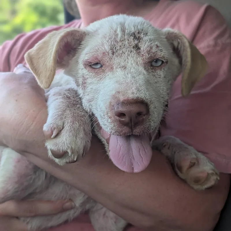 A baby medium-sized female White / Cream Mixed Breed dog named Gojo for adoption in Melbourne, KY