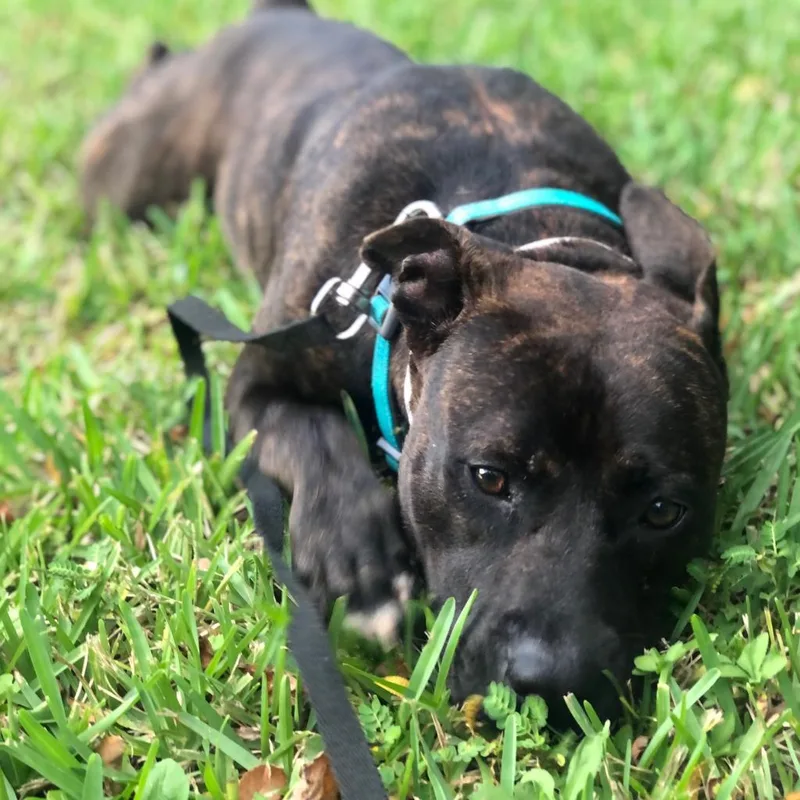 An adult medium-sized female Brindle Mixed Breed dog named Sadie Mae for adoption in Bradenton, FL