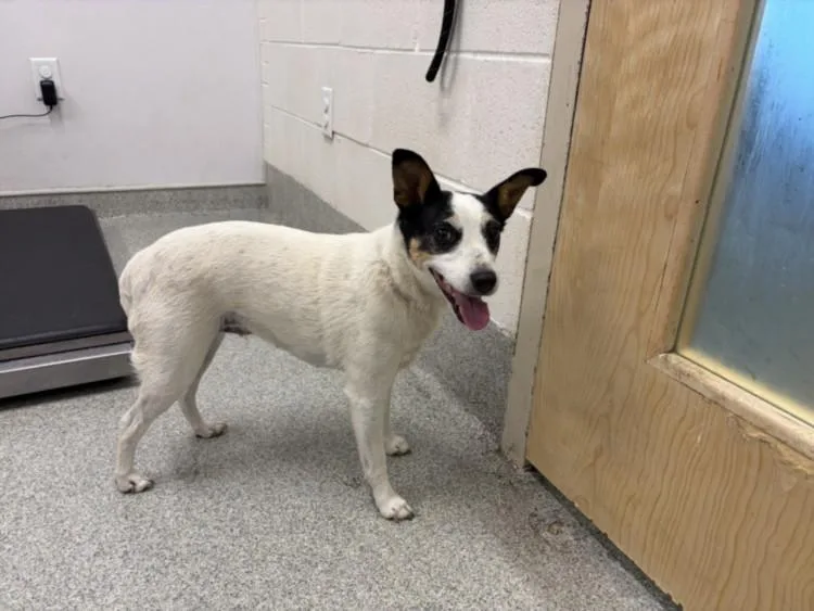 An adult small-sized female Parson Russell Terrier dog named Lunar Lite for adoption in Loveland, CO