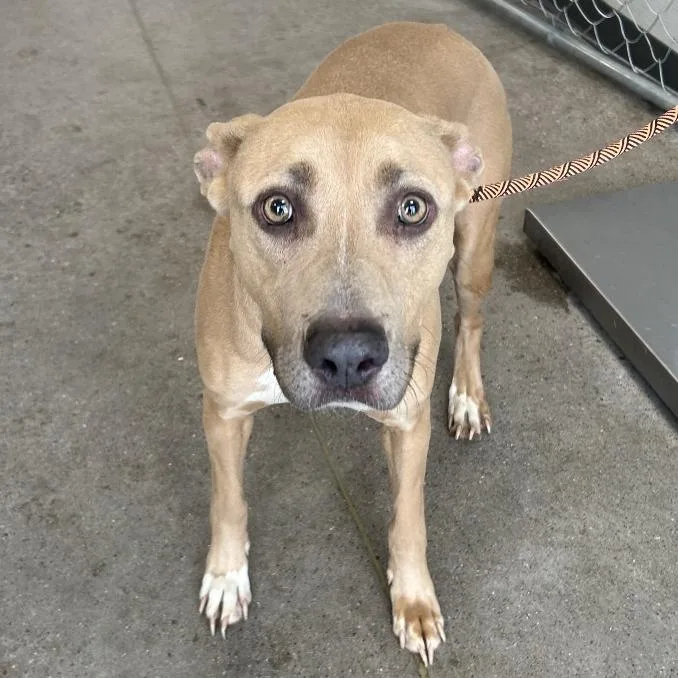 An adult medium-sized female Yellow / Tan / Blond / Fawn Mixed Breed dog named Azul for adoption in Las Cruces, NM
