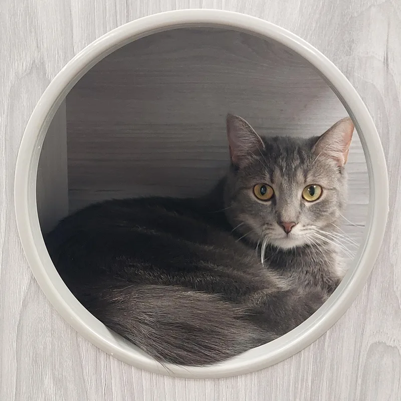 Fettuccine thumbnail 2