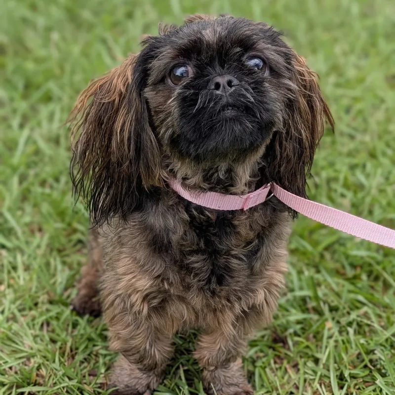 An adult small-sized female Brown / Chocolate Pekingese dog named TeddiGrace for adoption in Covington, GA