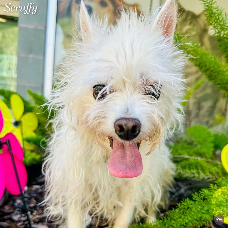 A senior small-sized female White / Cream Chihuahua dog named Scruffy for adoption in Hopkinton, MA