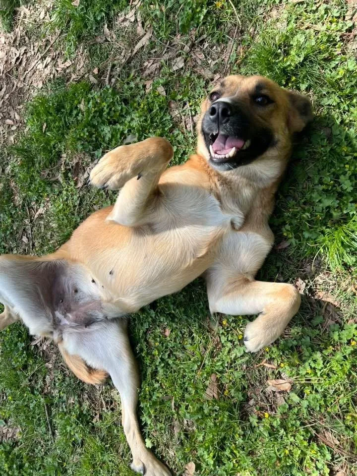 An adult medium-sized female Shepherd dog named Jessie for adoption in Little Rock, AR