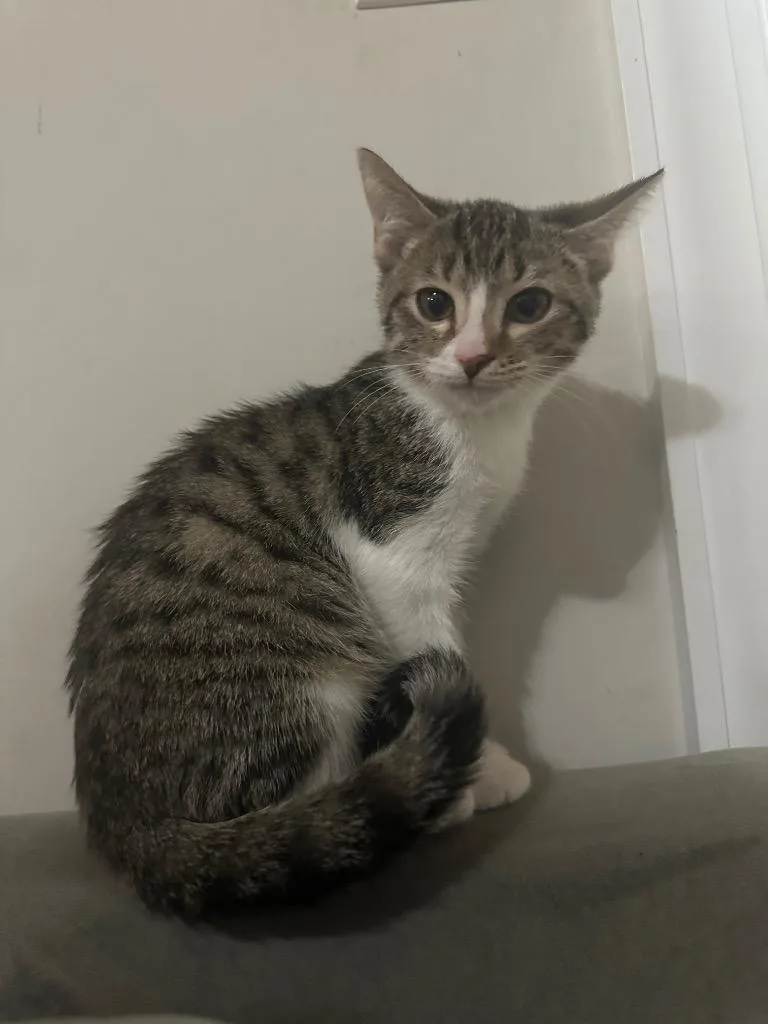 A baby small-sized female Domestic Short Hair cat named Sheriff for adoption in warrenville, SC
