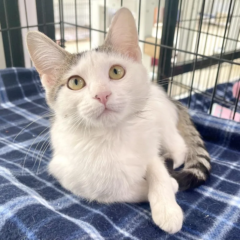 A baby small-sized female Brown / Chocolate Domestic Short Hair cat named Mouserella for adoption in Deerfield, IL
