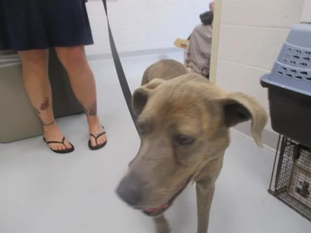 A young large-sized female Labrador Retriever dog named Tootsie for adoption in Ocala, FL