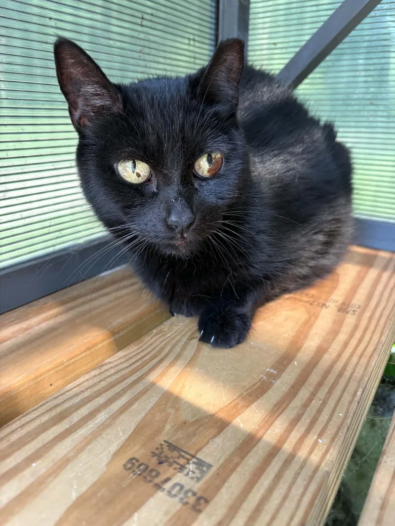 A senior small-sized female Black Domestic Short Hair cat named Lucy for adoption in Ona, WV