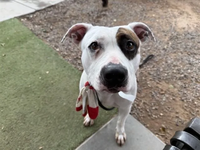An adult large-sized female Pit Bull Terrier dog named Linny for adoption in Phoenix, AZ