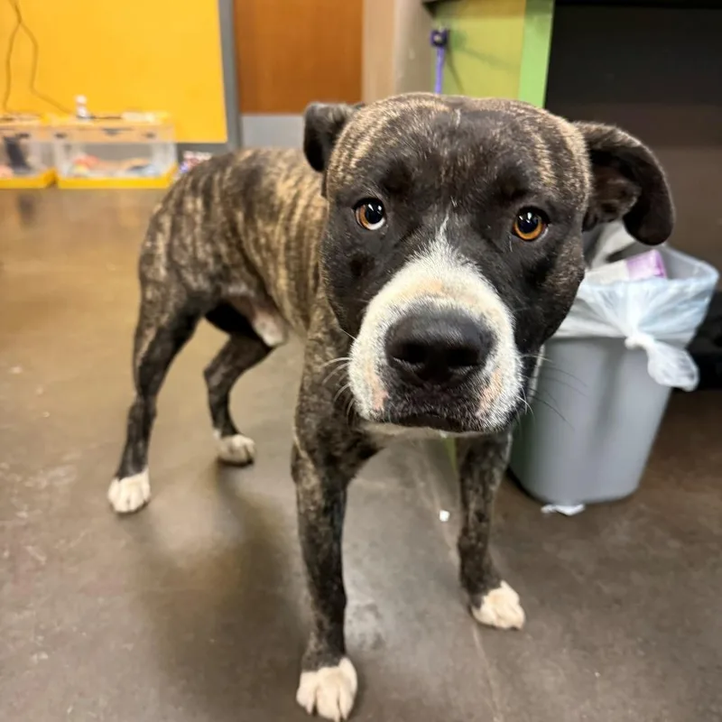 An adult medium-sized male Brown / Chocolate Mixed Breed dog named Don Carlos for adoption in Norman, OK
