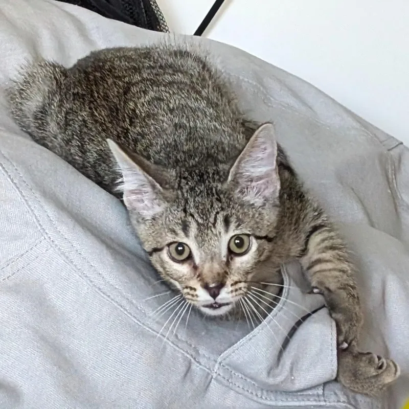 A baby medium-sized male Tabby (Gray / Blue / Silver) Tabby cat named Watson for adoption in Smithfield, NC