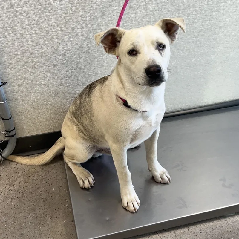An adult medium-sized male White / Cream Mixed Breed dog named 112698 for adoption in Las Cruces, NM