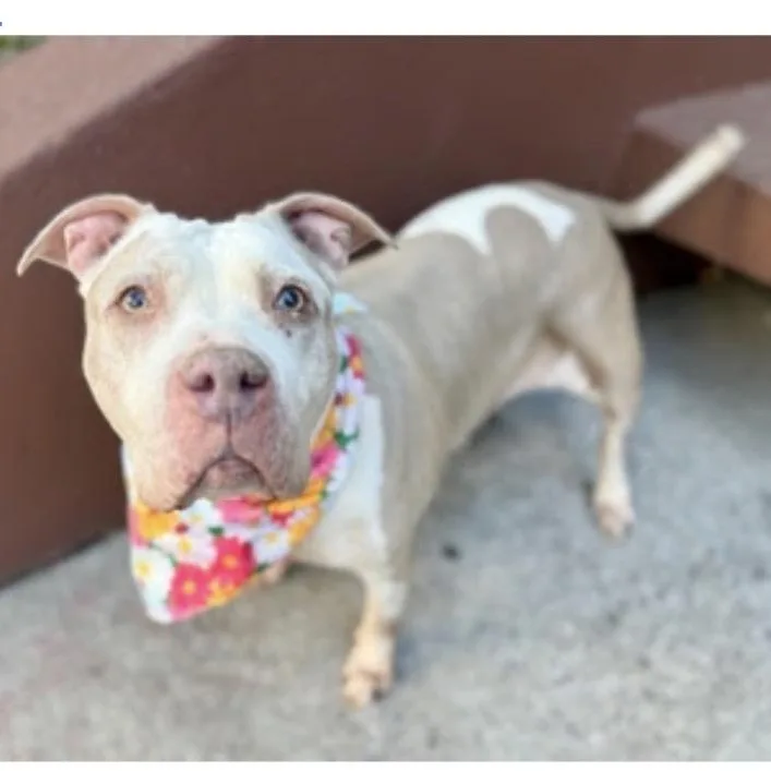 A senior large-sized female Pit Bull Terrier dog named Jasmine for adoption in Copiague, NY