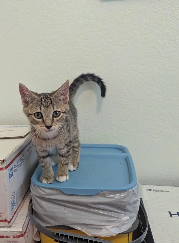 A baby small-sized female Tabby (Brown / Chocolate) Domestic Short Hair cat named Clarabelle for adoption in Virginia Beach, VA