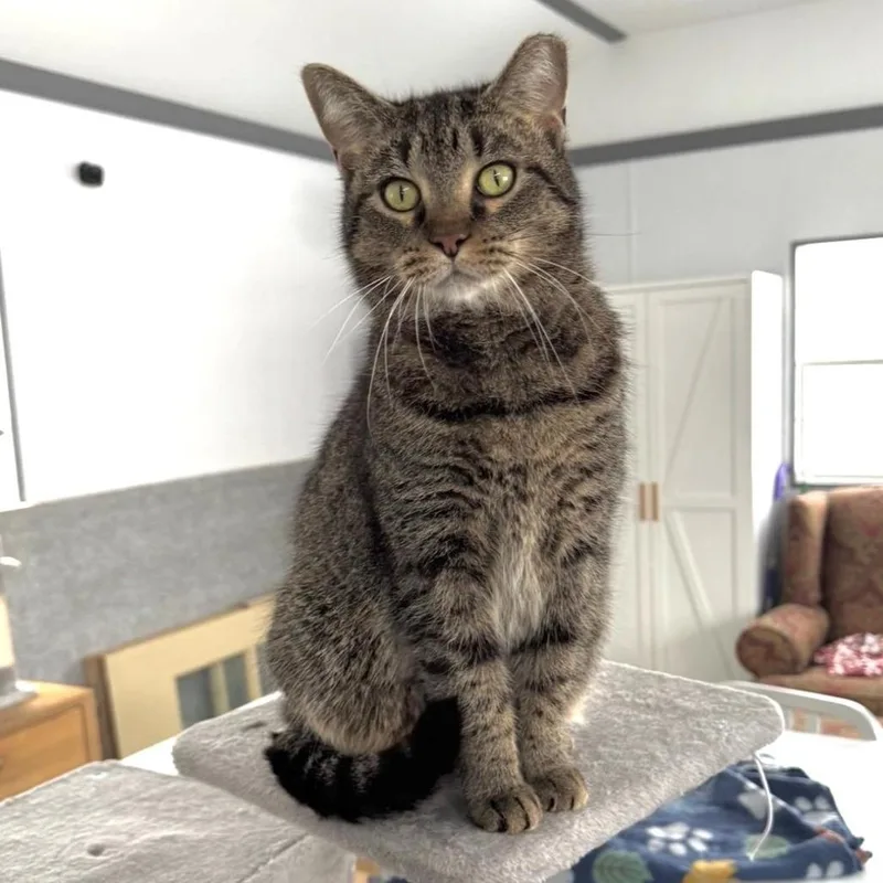 An adult small-sized female Brown / Chocolate Domestic Short Hair cat named Rory for adoption in Goshen, IN
