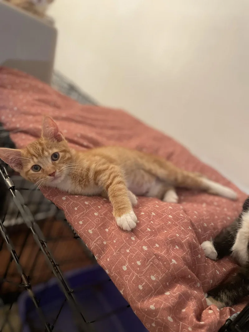 A baby medium-sized female Orange & White Domestic Short Hair cat named Malawi for adoption in Trenton, NJ