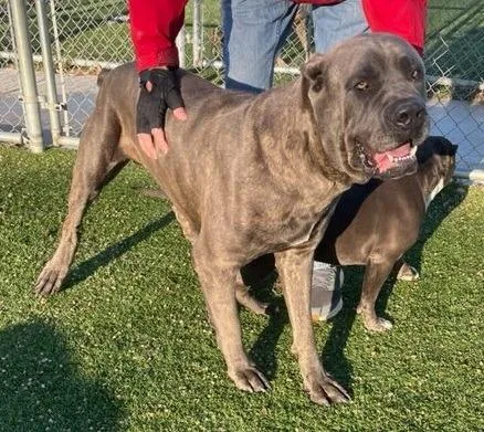 A young extra large-sized male Cane Corso dog named Kratos for adoption in Richland Hills, TX