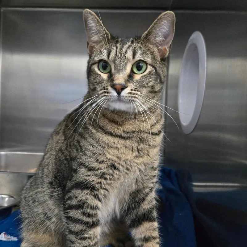 An adult large-sized female Brown / Chocolate Domestic Short Hair cat named Icelynn for adoption in Idaho Falls, ID
