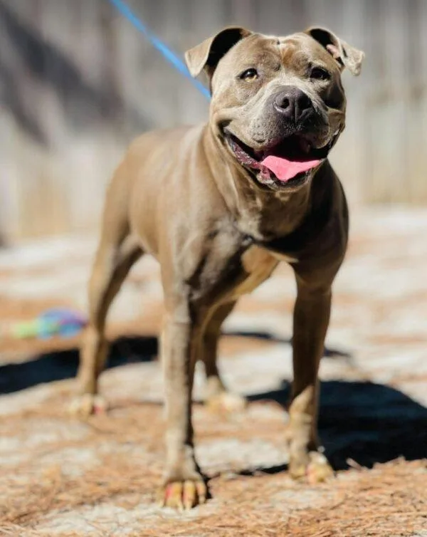 An adult large-sized female Gray / Blue / Silver Pit Bull Terrier dog named AC "Martha" for adoption in Conyers, GA
