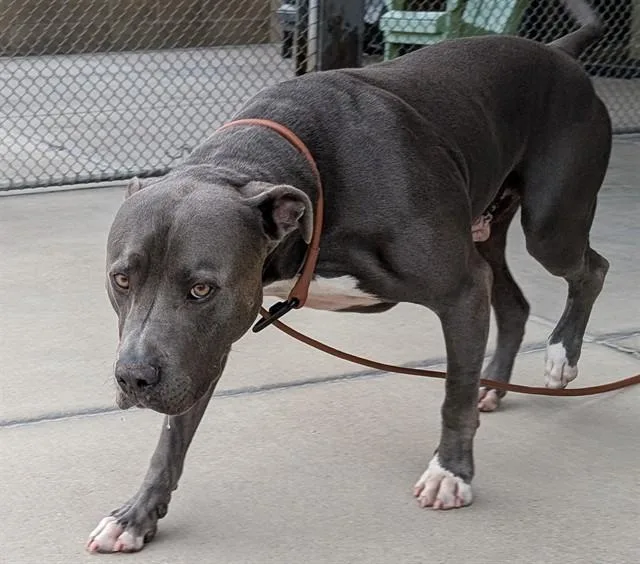 An adult large-sized male Pit Bull Terrier dog named Isaac for adoption in Denver, CO