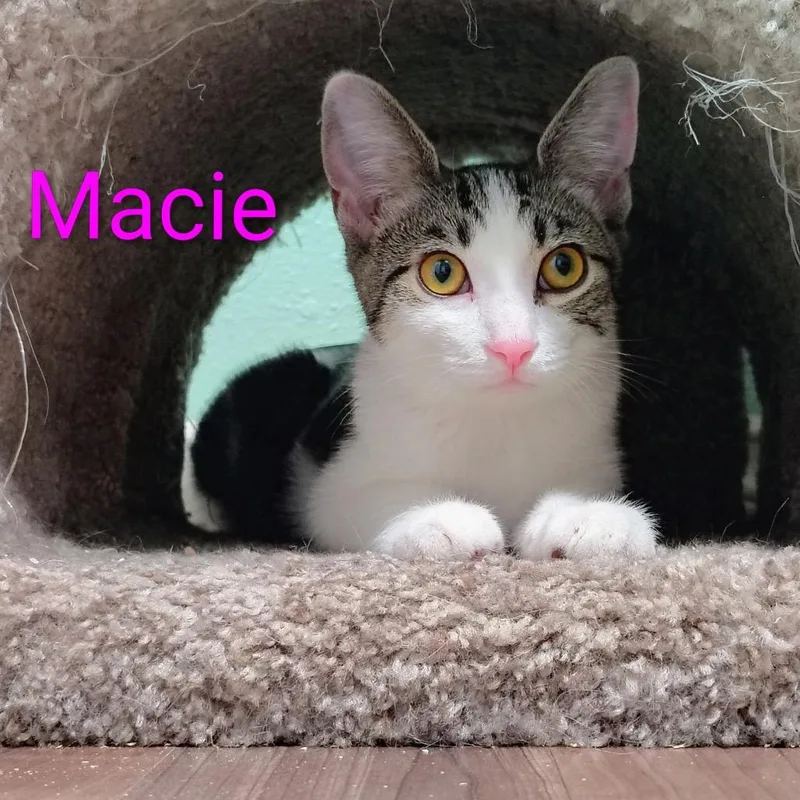 A baby small-sized female Gray / Blue / Silver Domestic Short Hair cat named Macie for adoption in Spokane, WA