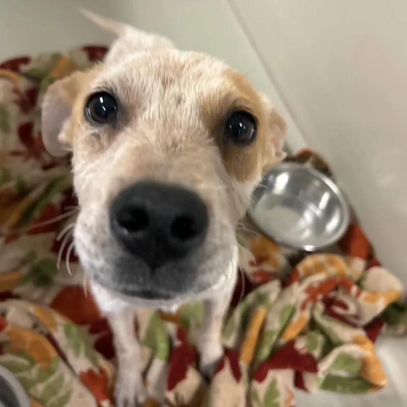 An adult small-sized female White / Cream Mixed Breed dog named Zipper for adoption in Flagstaff, AZ