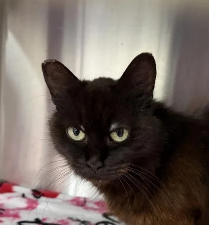 A young small-sized female Domestic Medium Hair cat named Olive for adoption in Wilkesboro, NC