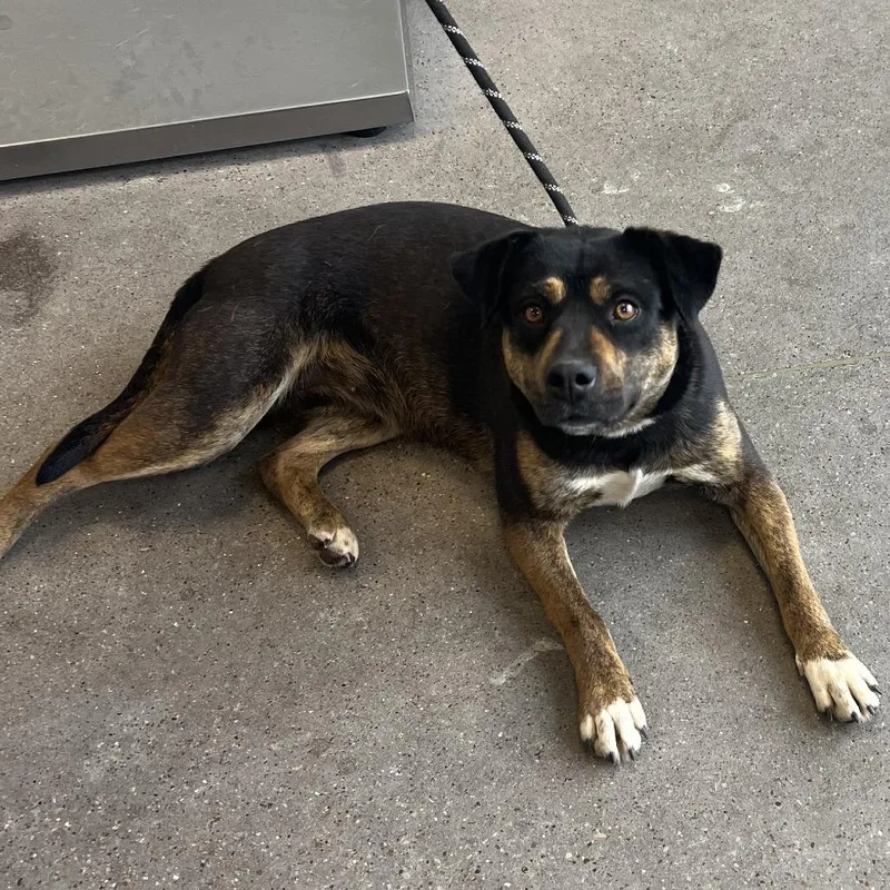 An adult medium-sized female Black Mixed Breed dog named Clara for adoption in Las Cruces, NM