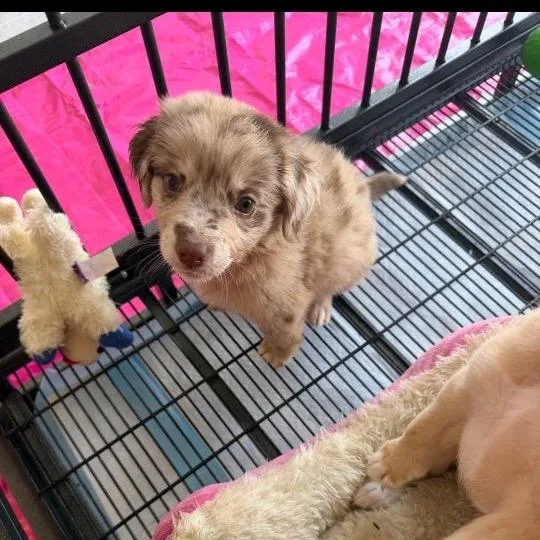 A baby medium-sized female White / Cream Australian Shepherd dog named Sandy for adoption in Baton Rouge, LA